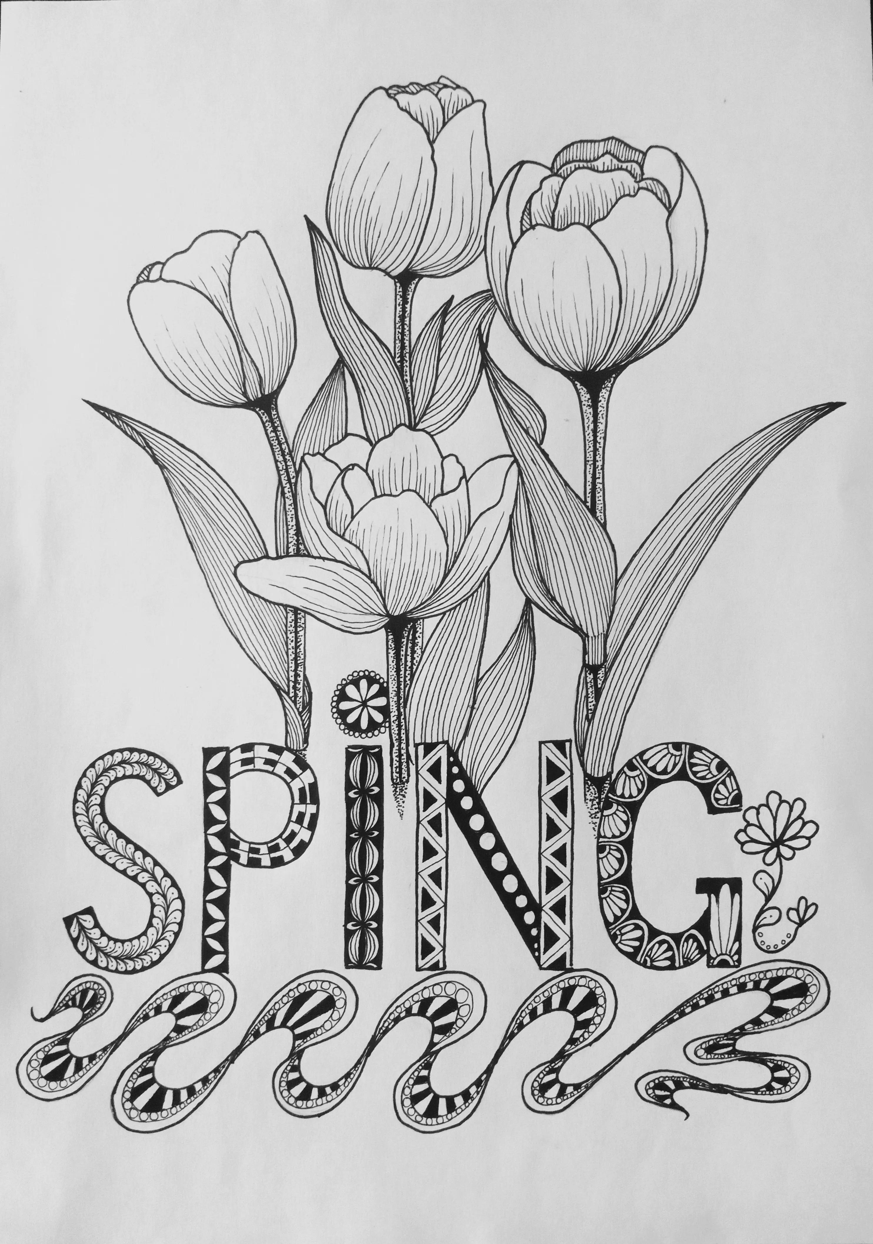 春天的郁金香绘画图片,线描画花朵简单又漂亮郁金香