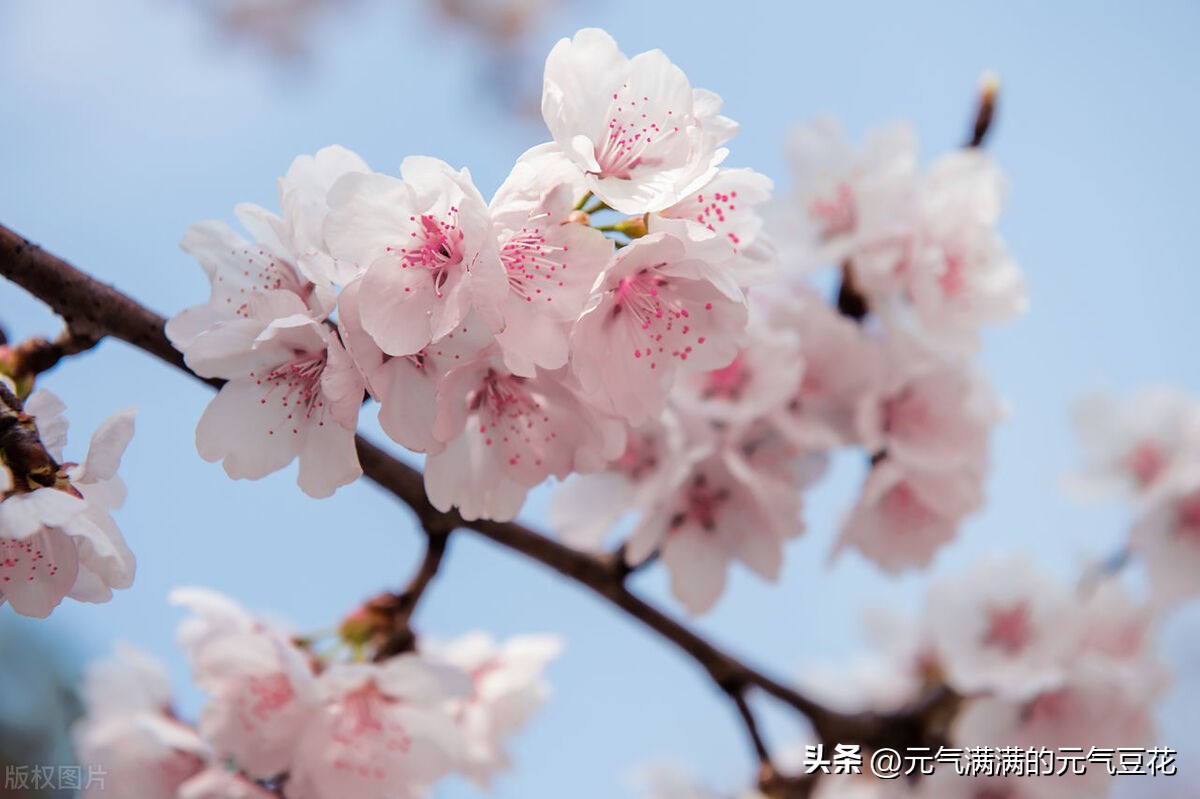 福建樱花之旅,福州樱花三月