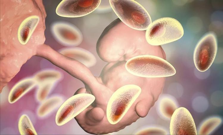 人体弓形虫：全球30%人携带却无疫苗，活体寄生或能操控思维