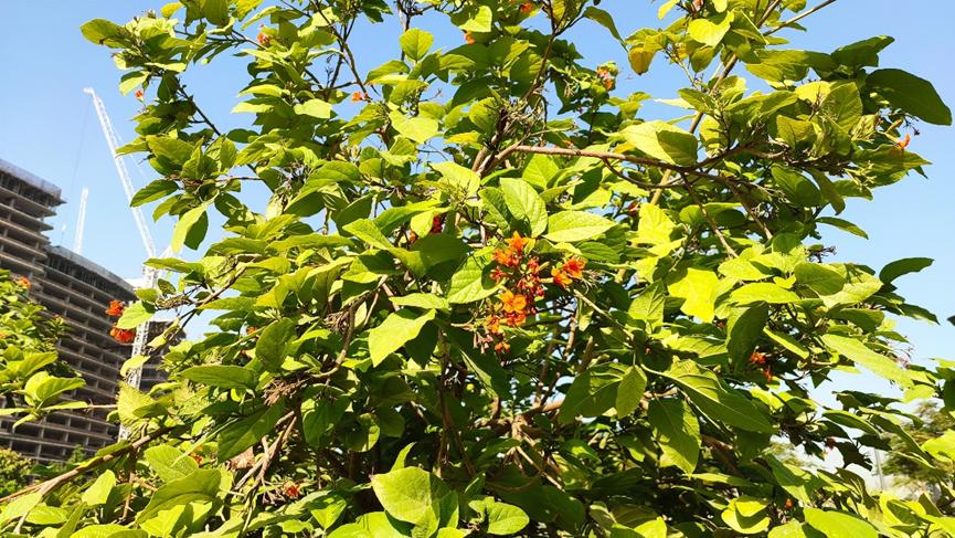 迪拜适合养什么植物,迪拜常见花草