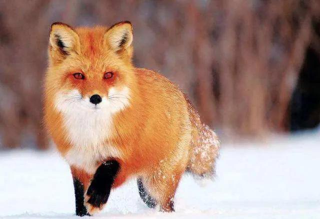 聊斋故事女鬼与女狐,讨狐记聊斋故事