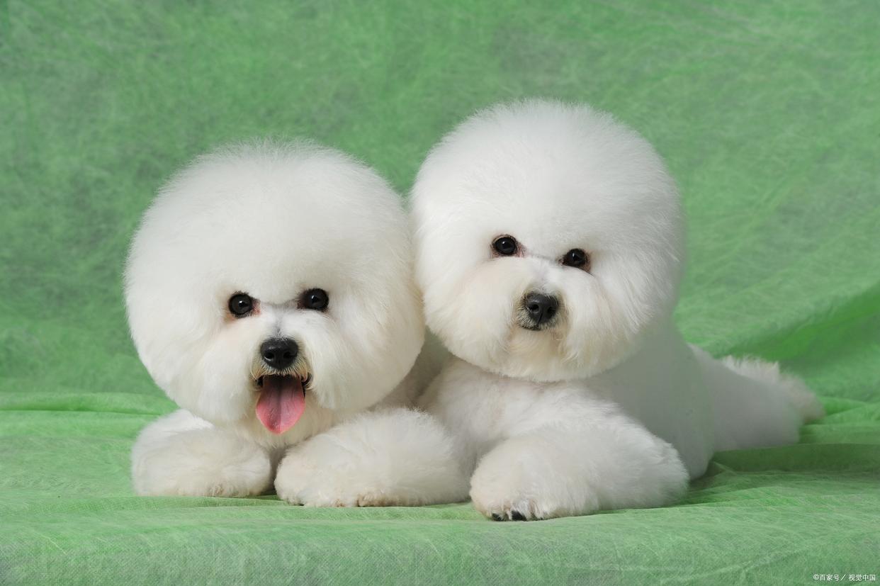 比熊犬多少钱一只,大比熊犬最新视频