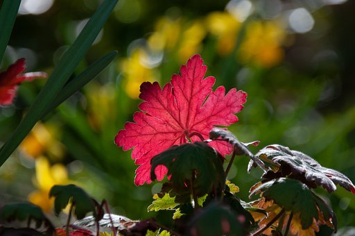 明天自有明天的忧愁,把明天的烦恼交给明天