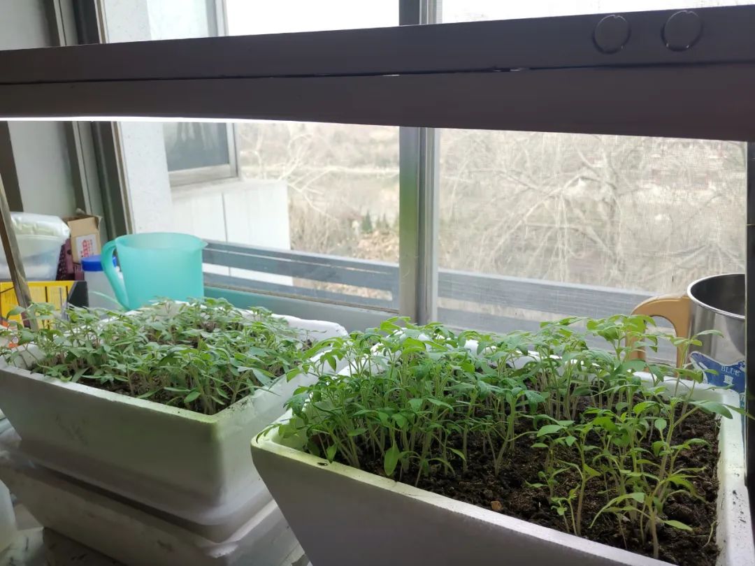 西红柿最近新消息,西红柿皮特别硬咋回事