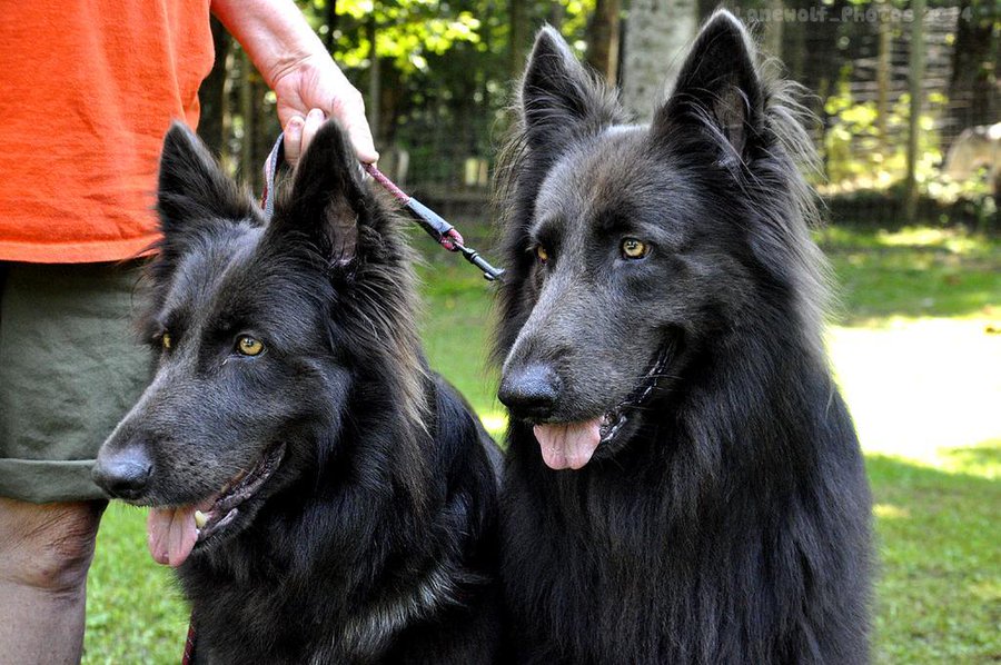 蓝湾牧羊犬多贵,蓝湾牧羊犬很贵