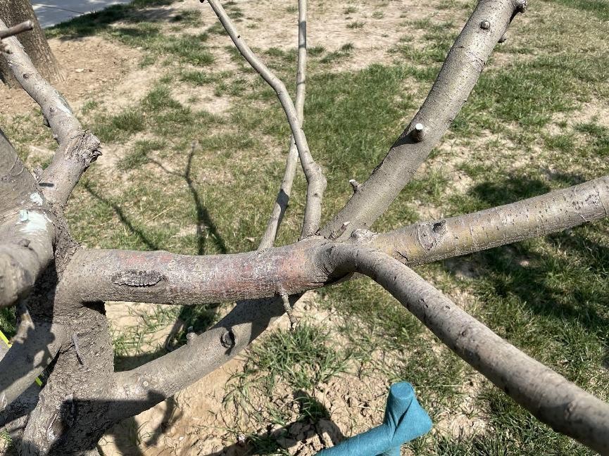 12月份园林绿化养护工作重点,元月份园林养护重点工作