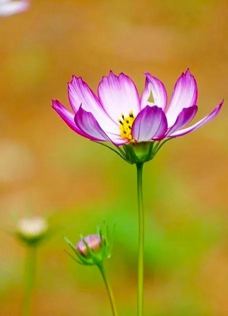 最漂亮迷人的格桑花盛开在绿草上,初冬的格桑花依然娇艳