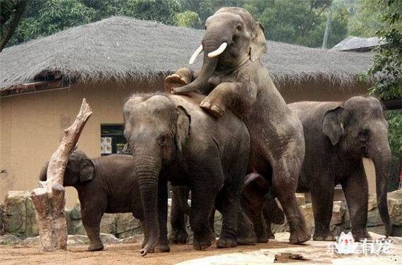 大象是如何进行交配的？