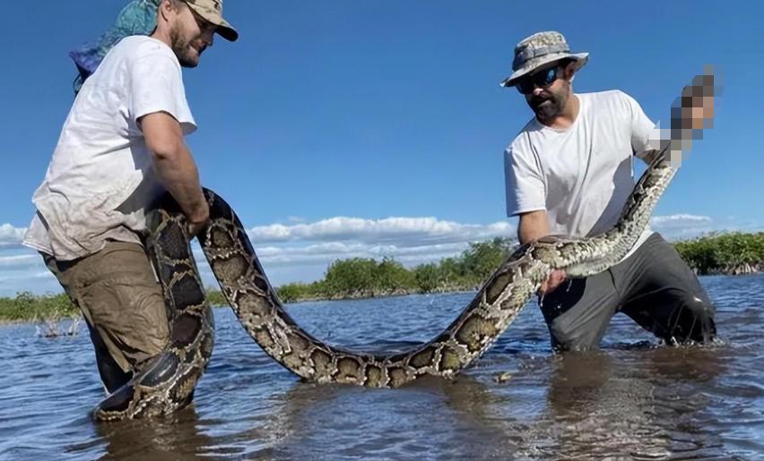 美洲豹捕杀鳄鱼为什么咬背部脖子,美洲豹捕杀鳄鱼压住鳄鱼