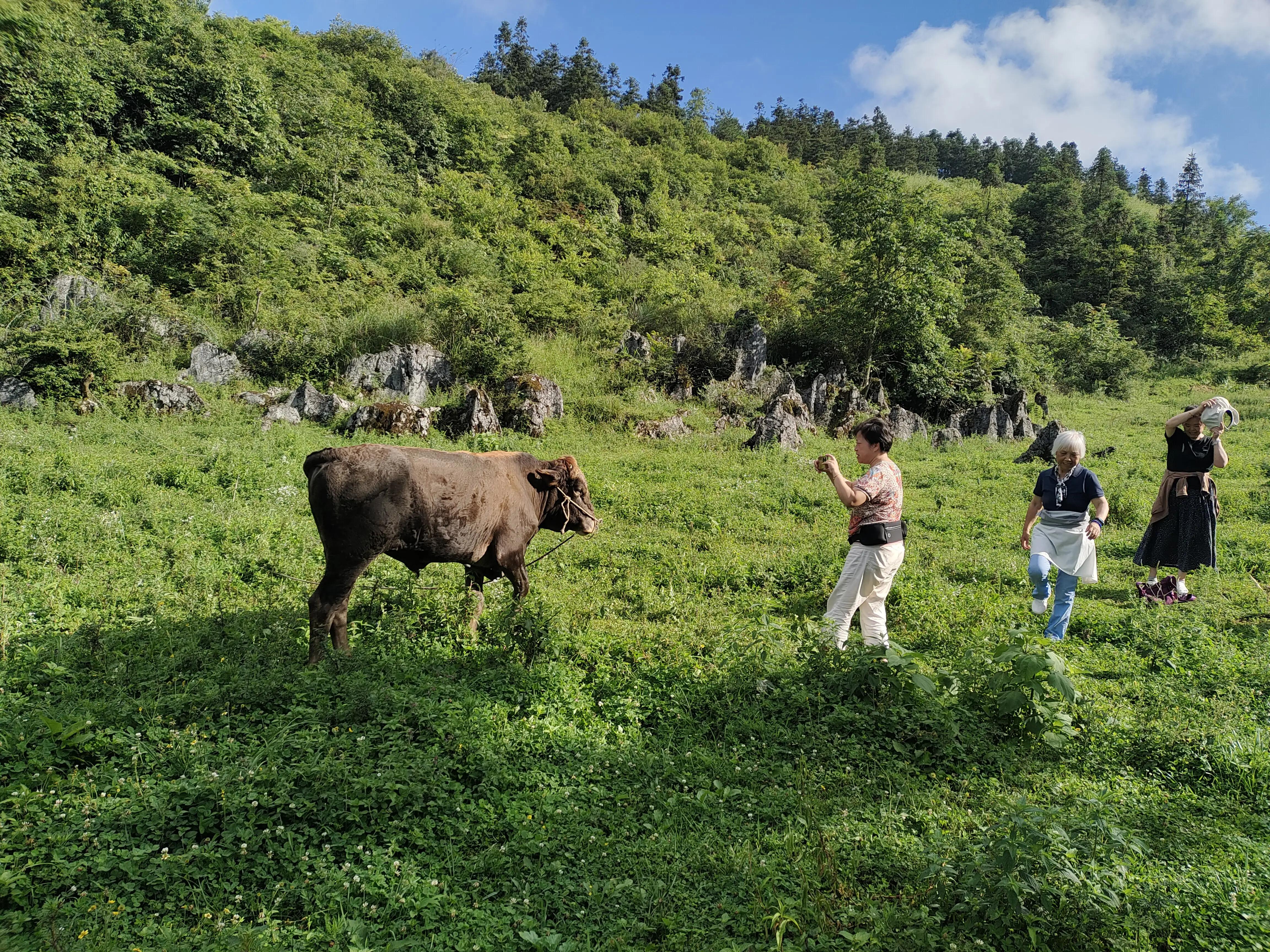 桐梓楚米避暑海拔高的地方,贵州桐梓楚米避暑哪家好