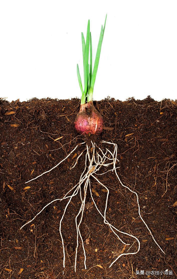 植物根损坏了还能生长吗,植物根伤了怎么治