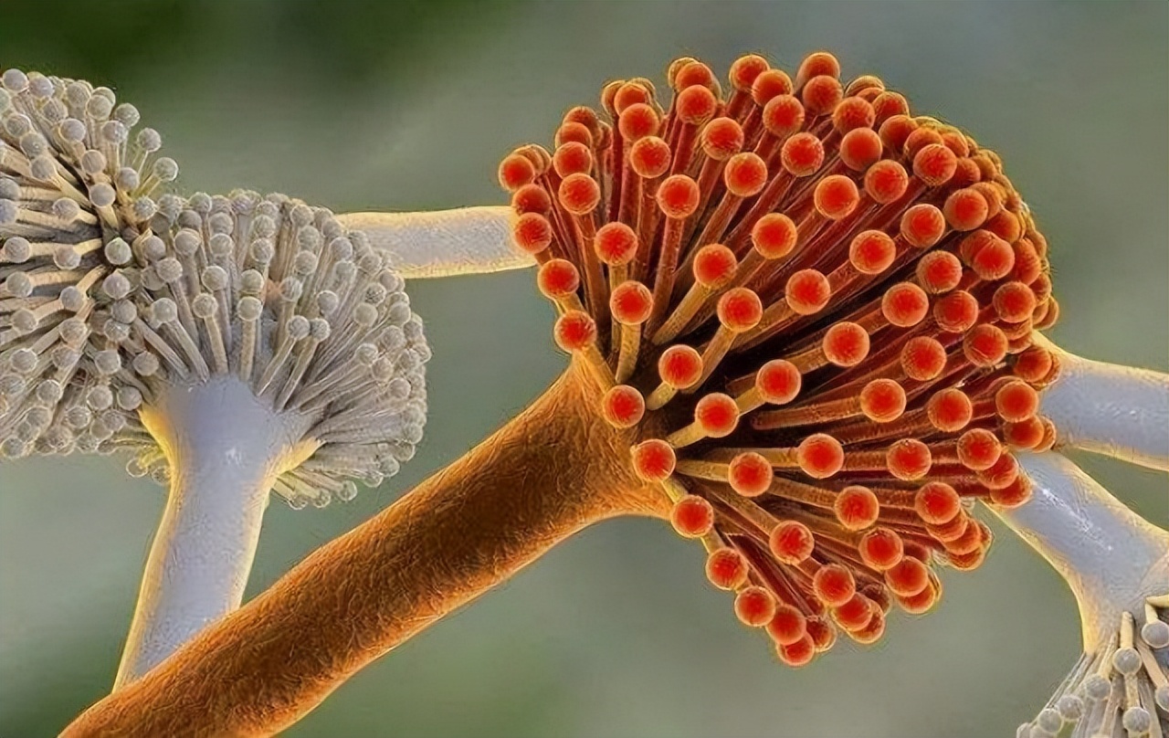 吃了发霉的水果会怎么样,吃腐烂发霉的水果的后果