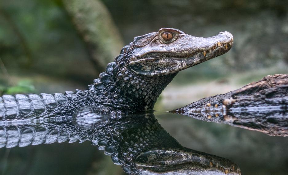 鳄鱼袭击电鳗打法视频,鳄鱼袭击鳗鱼