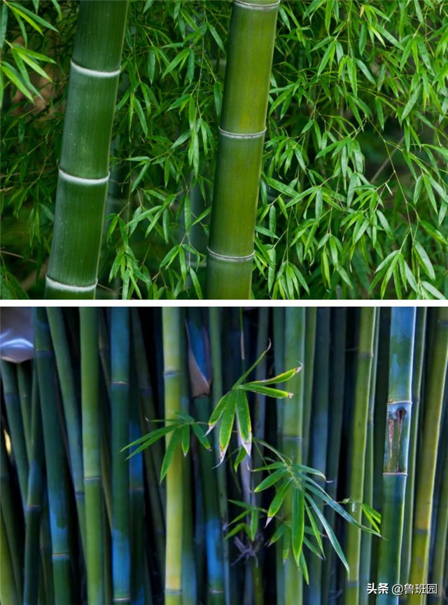 竹家具能给人以返璞归真之感,竹家具的十大缺点