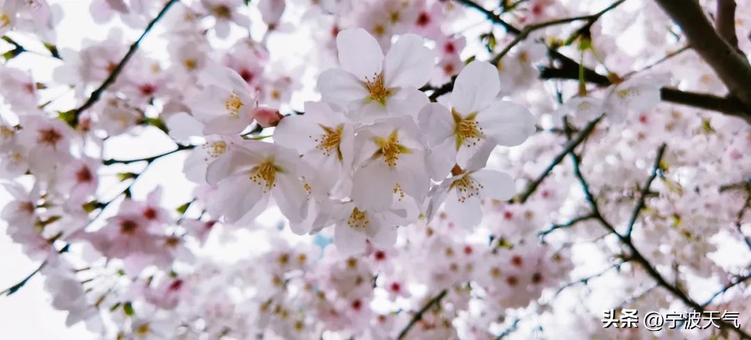 浪漫樱花雨宁波,宁波春天的樱花