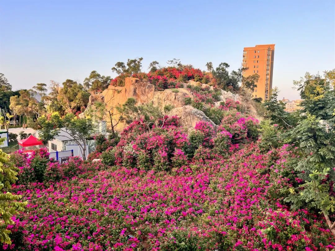 厦门花海景点最新,厦门最近的花海