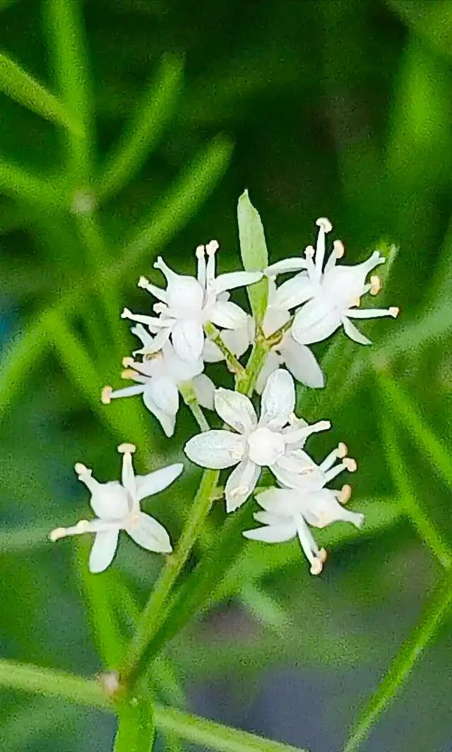 小小花朵——非洲天门冬