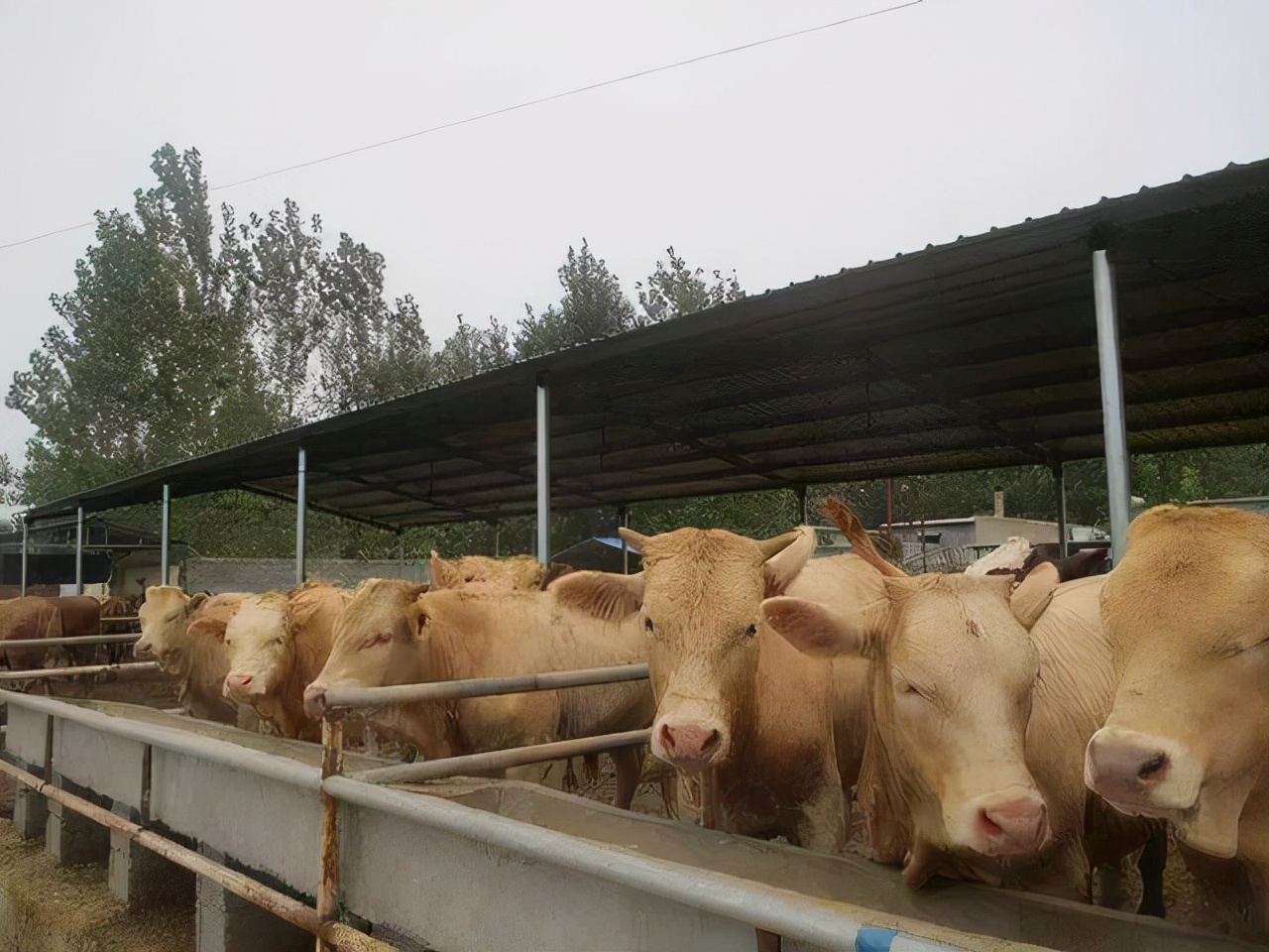 “曹满饿死牛”有没有道理？为什么喂牛的时候要少量多次？