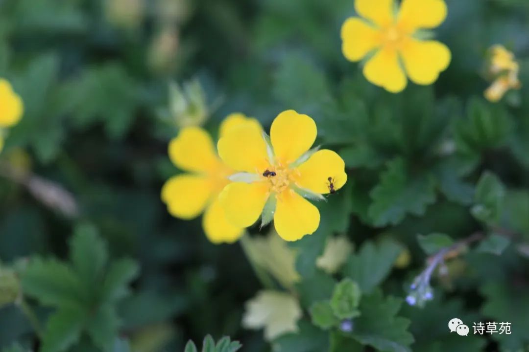 蚂蚁为什么晴天采蜜,蚂蚁在采蜜