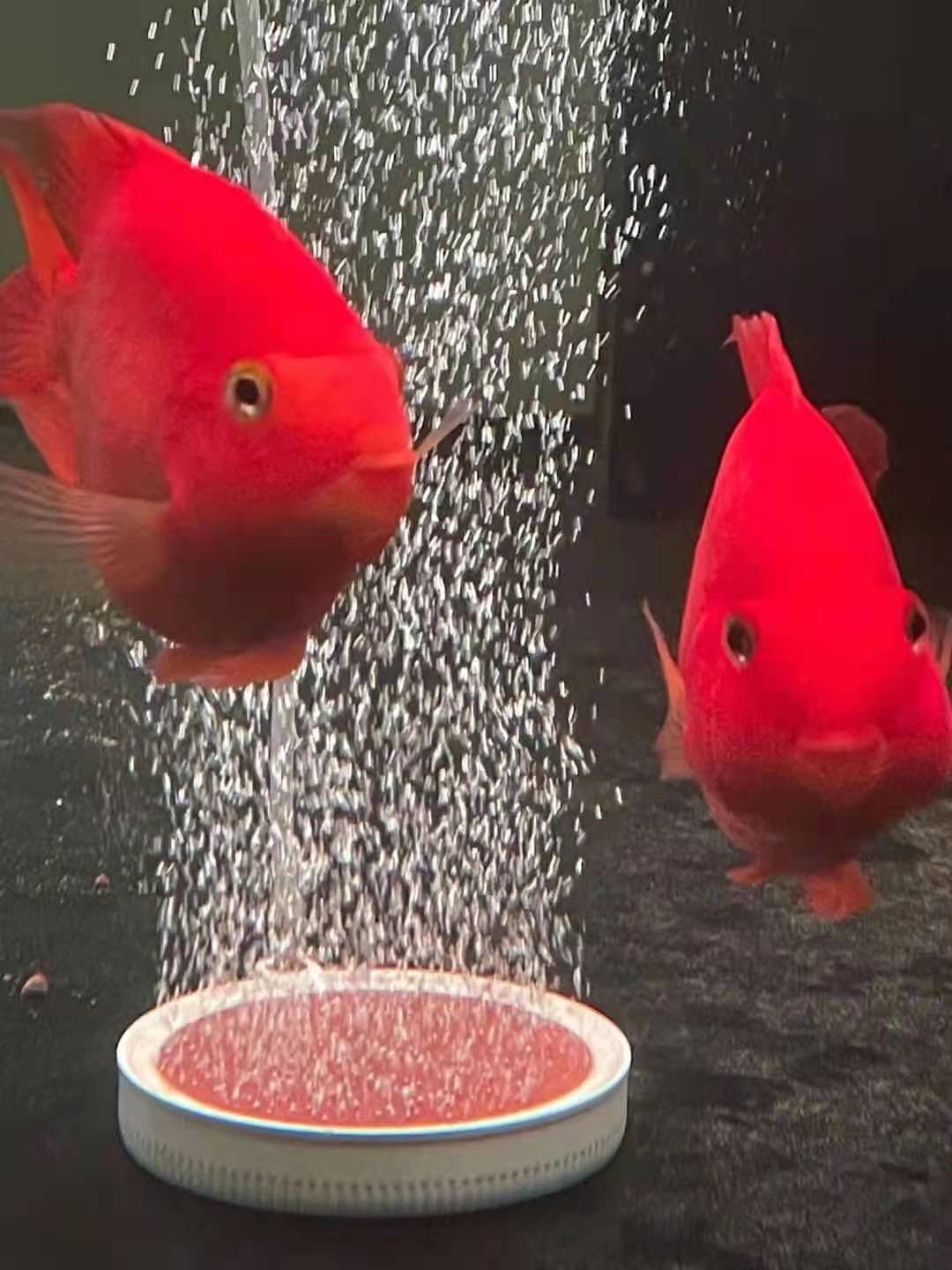 鱼缸水质试纸,亚硝酸盐高鱼缸