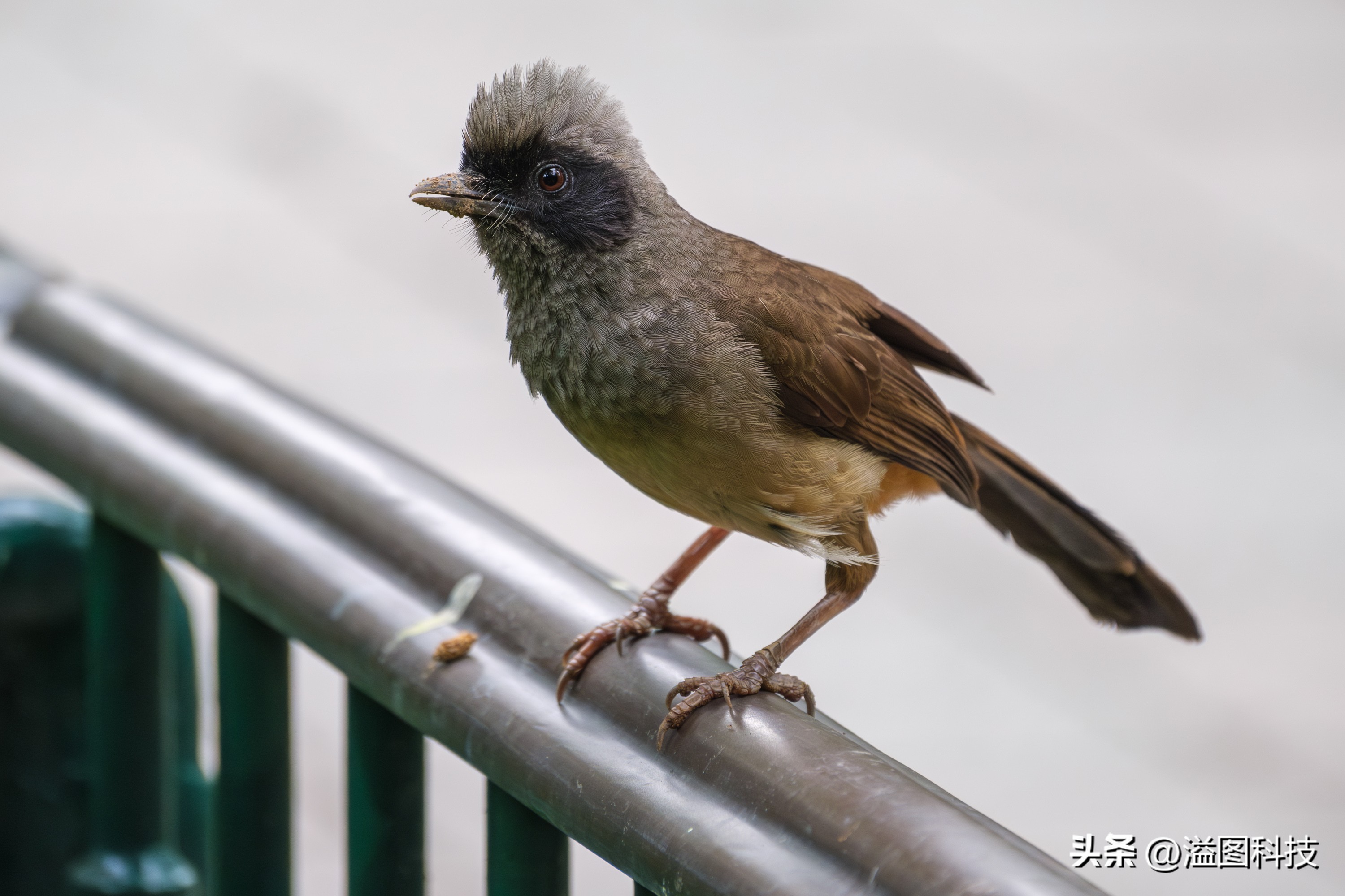 富士x-s20怎么原价购买,富士x-s20单机身价格