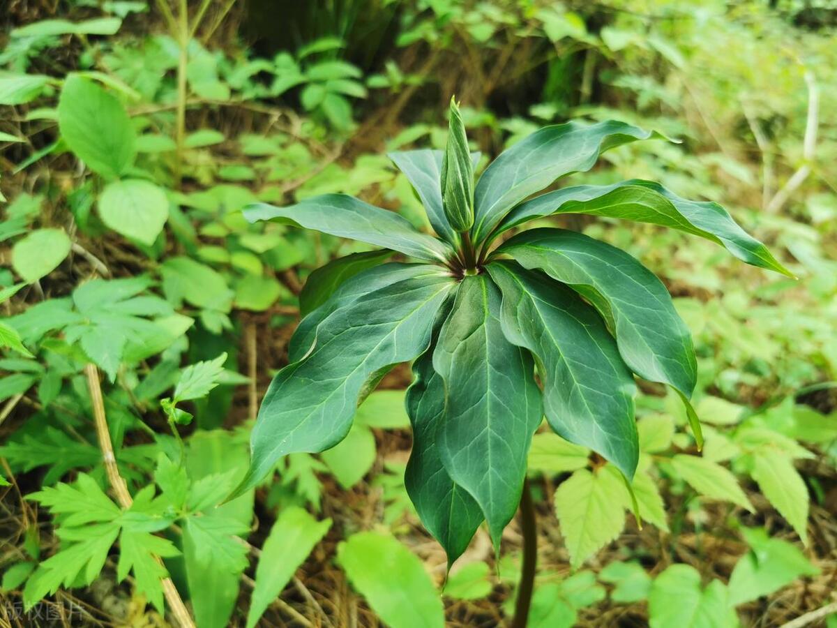 真正防蛇植物,蛇克星植物图片