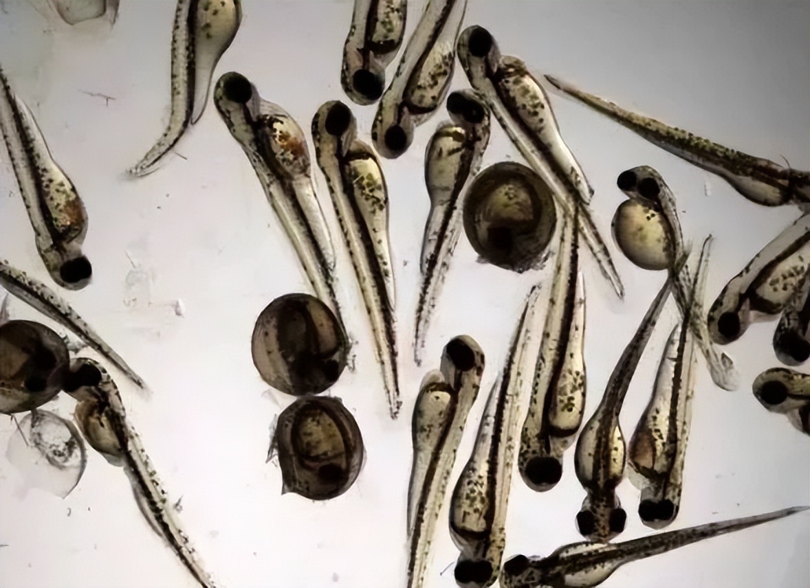 家鱼养殖如何投苗,养殖鱼技术和鱼苗