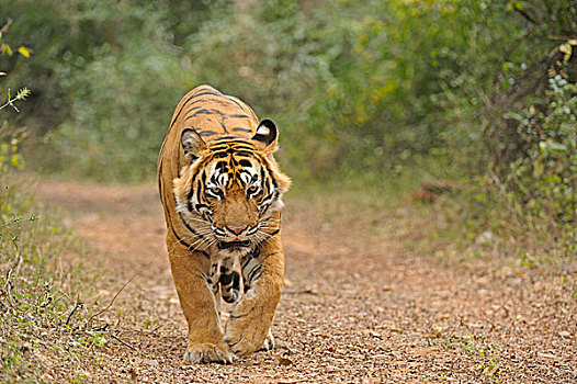 印度有什么特有的动物,印度代表动物是什么动物