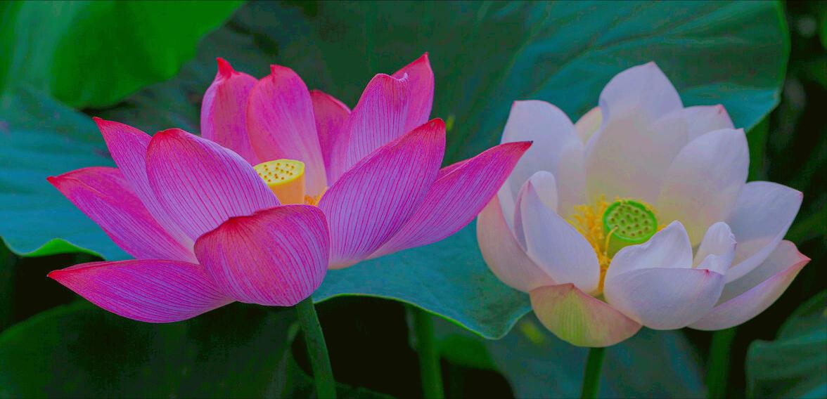 一花一惊艳，爱在夏花中，荷花别样红，莲叶无穷碧，弄花香满衣