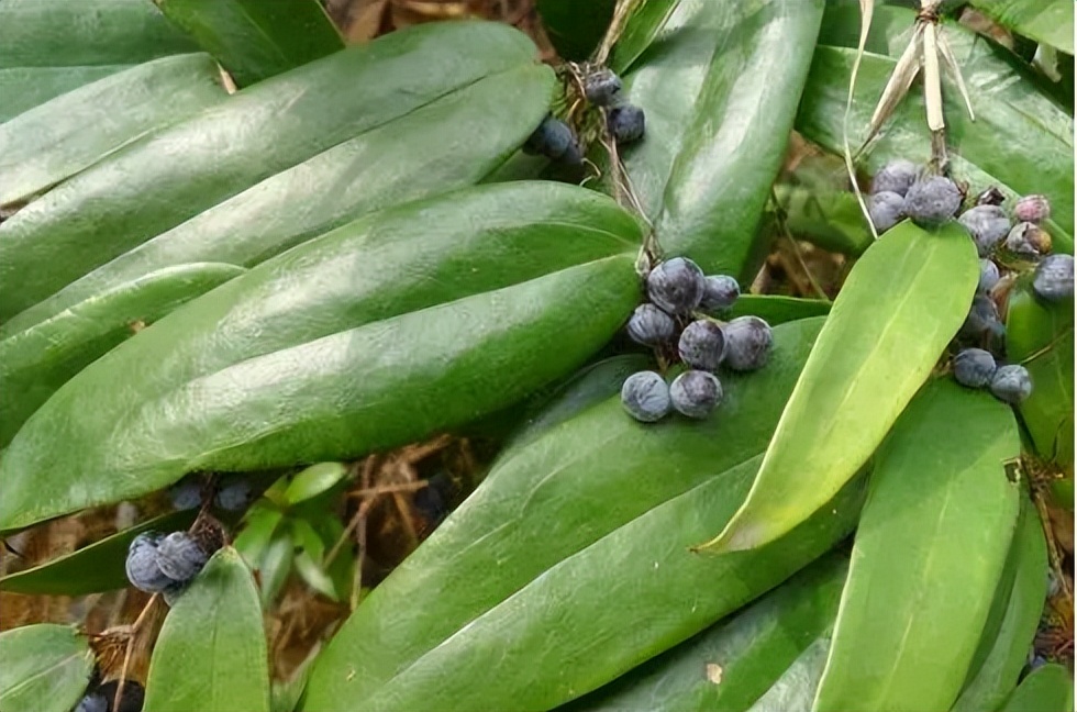 金刚藤有哪几种,金刚藤是什么样子的草药