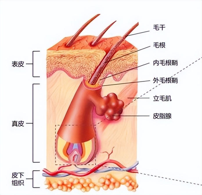脱发脱得严重用什么防脱发,防脱要趁早改善脱发