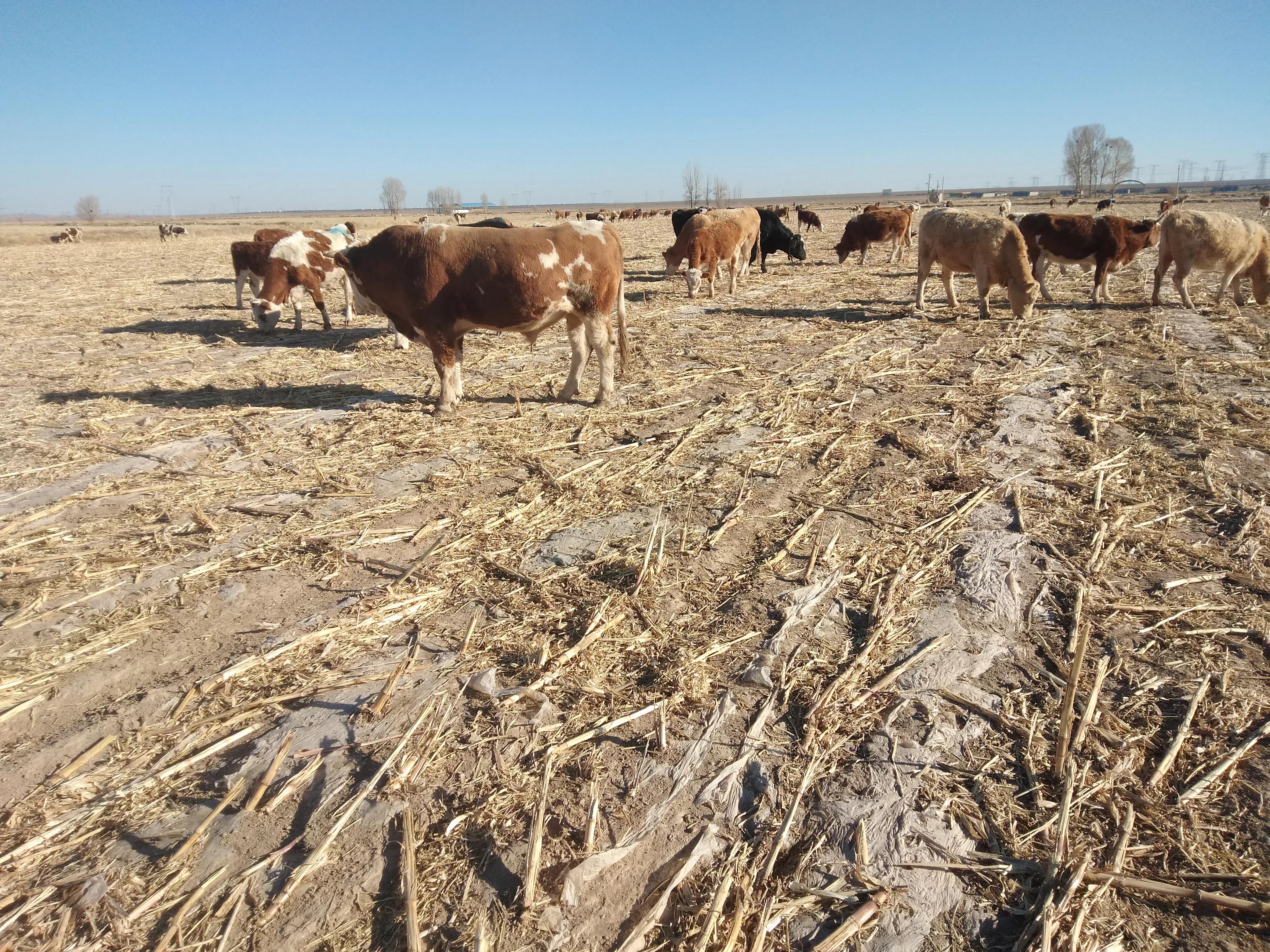 养牛未来10年前景分析,未来5年养牛方法