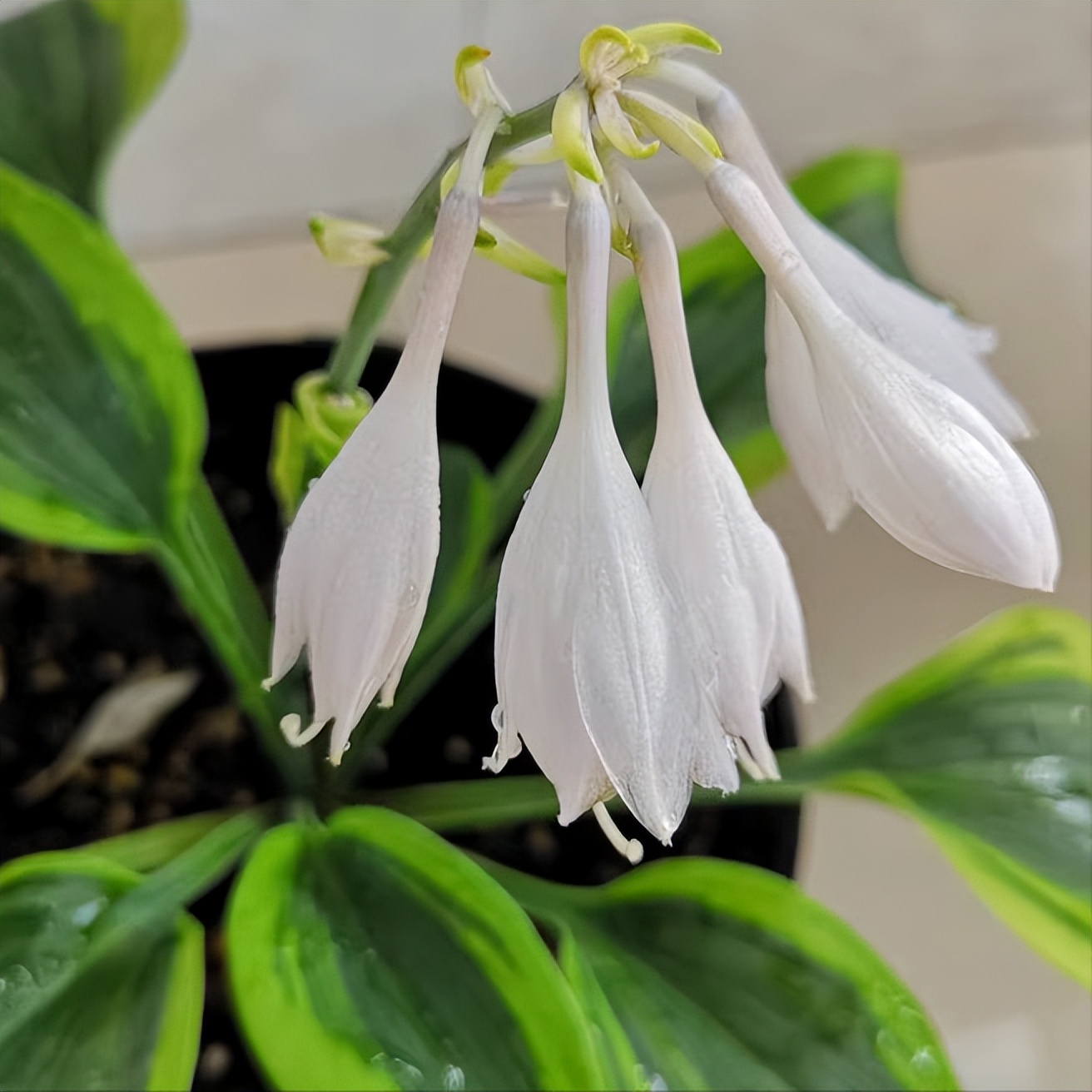 玉簪花开花期的养护,玉簪花如何养护和管理