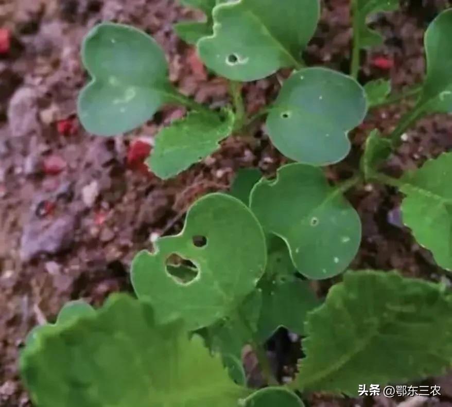 白菜萝卜苗生虫用什么方法治,如何不用农药防治大白菜萝卜虫害