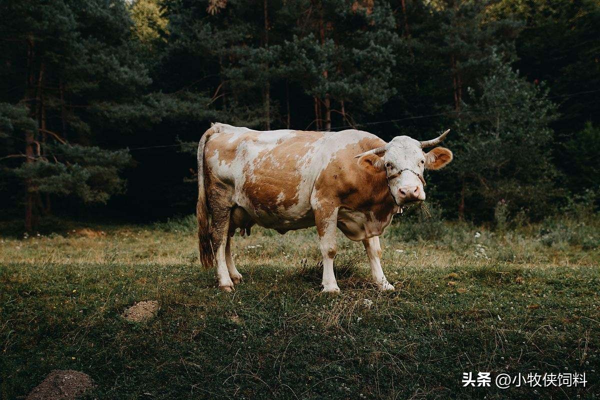 牛子宫内膜炎怎么治疗？母牛子宫内膜炎的治疗方法，赶快收藏！