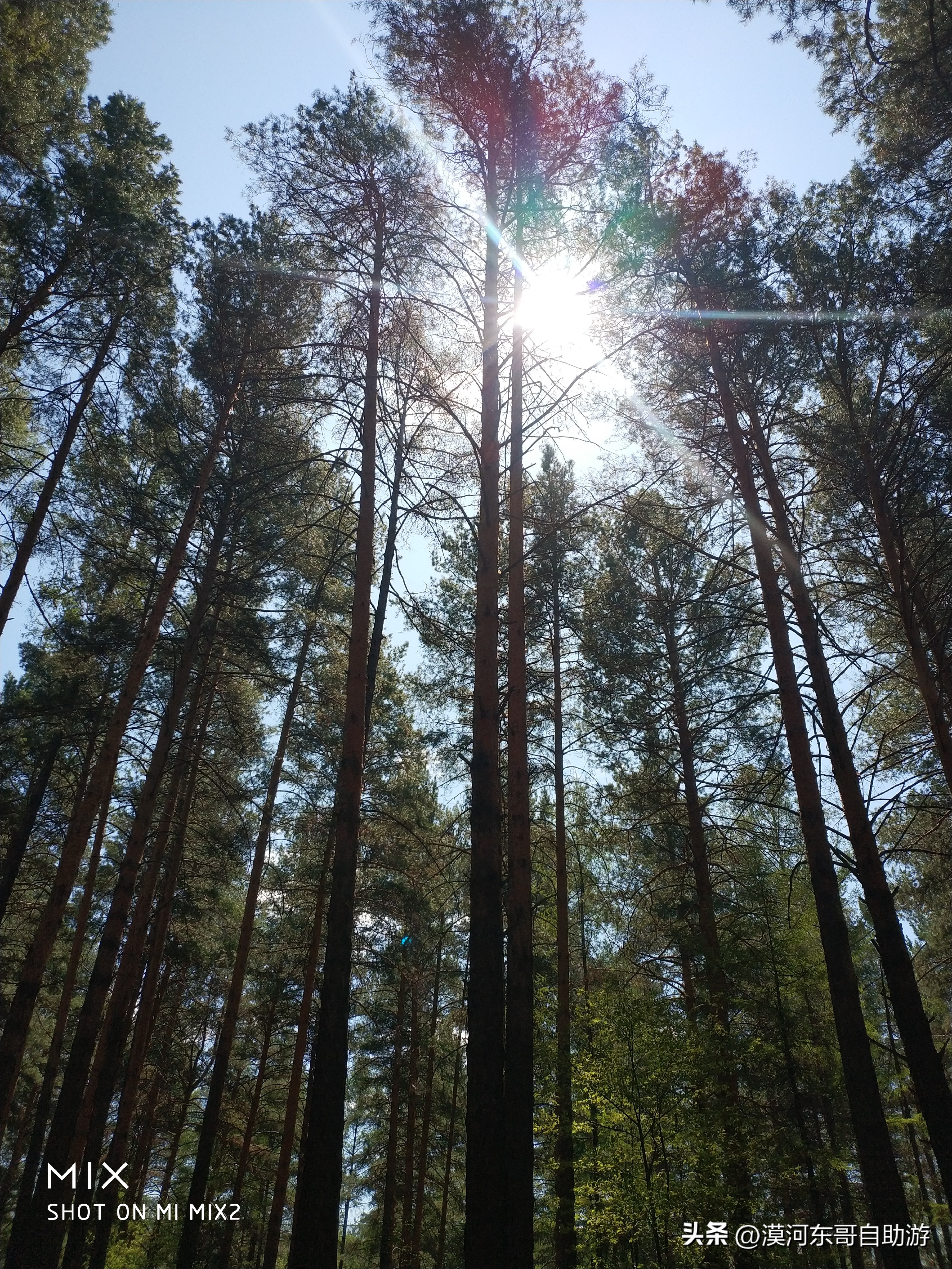带你去看杜鹃花完整版,漠河旅游攻略一览表