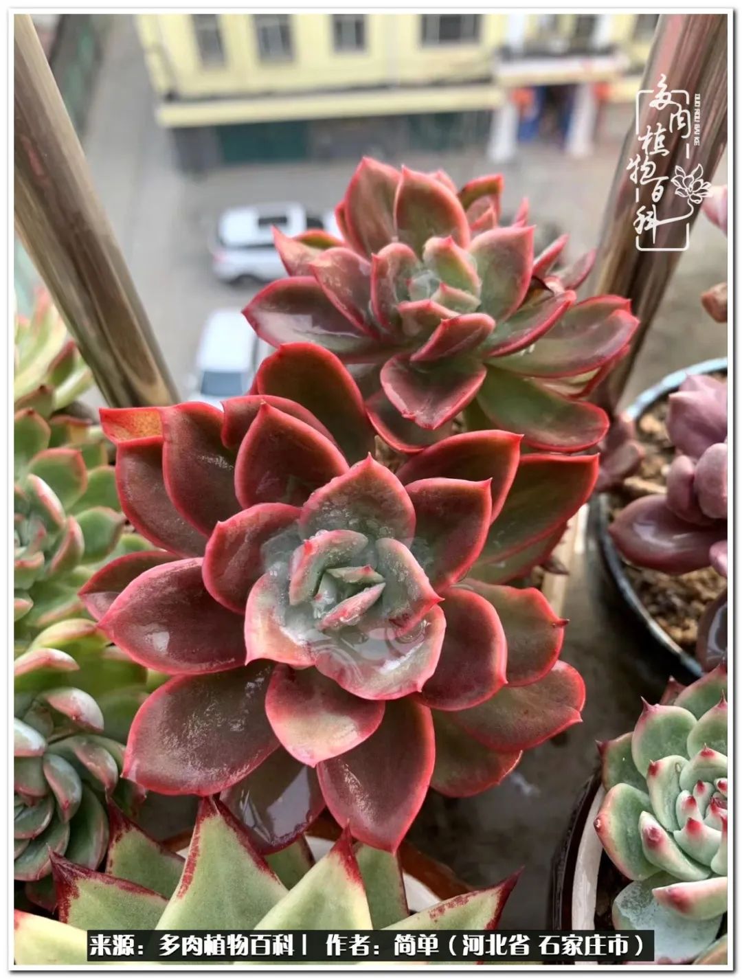 自从养了多肉以后视频,养多肉治愈生活中的疲惫和琐碎