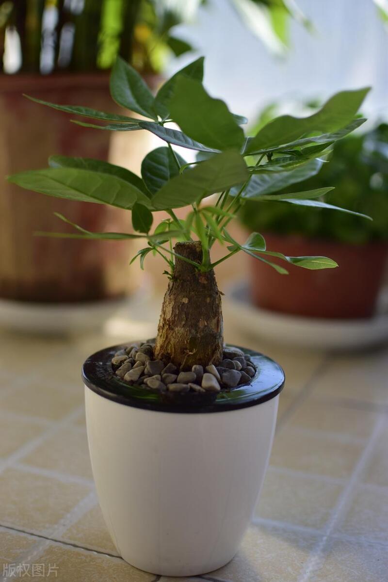 发财树烂根了不管它能活吗,发财树出现烂根怎么补救