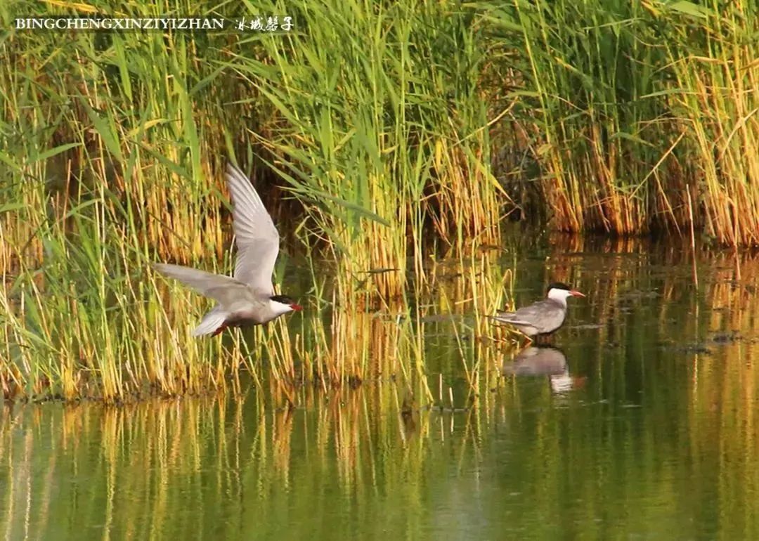 湿地可以开发什么旅游项目,黑龙江旅游必去十大湿地排名