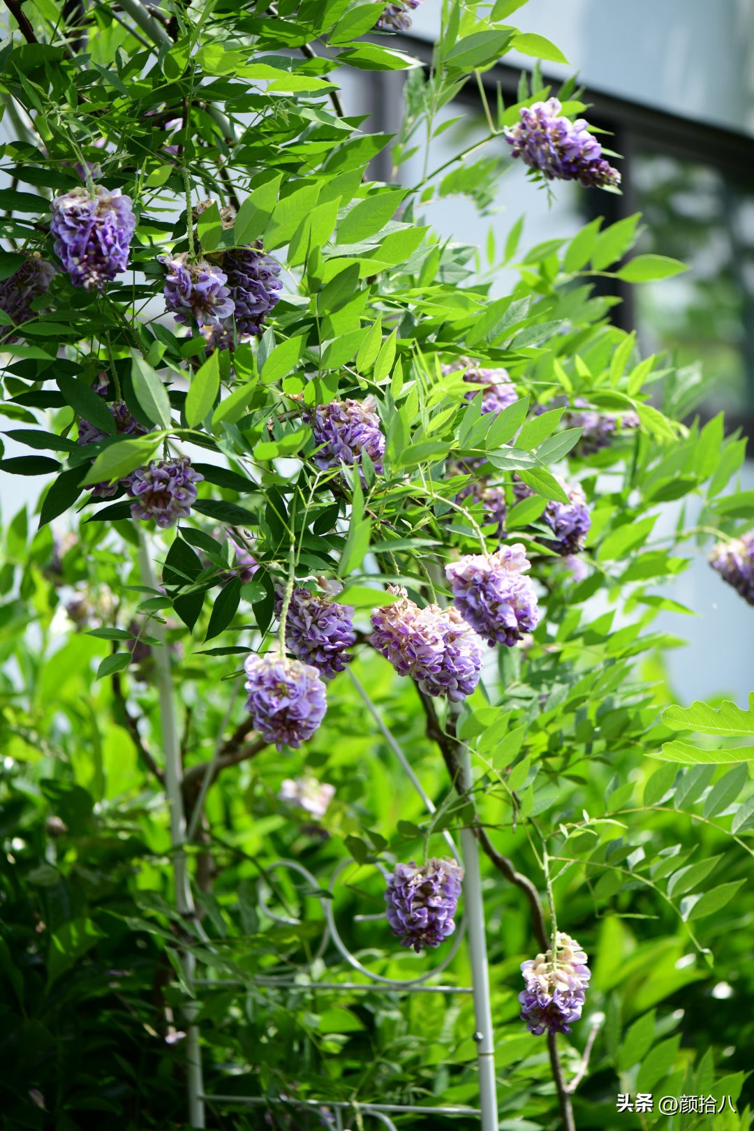 流放到菜地的花儿们，尽情绽放吧，不管在哪里｜园丁