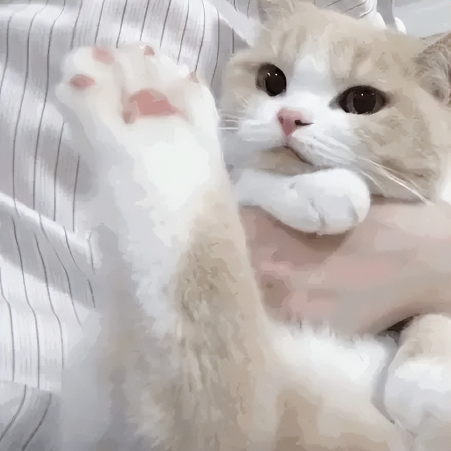 猫咪在家怎么监测血糖,猫咪体温居家怎么测量