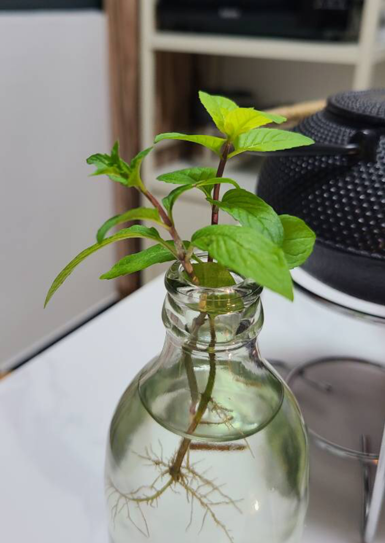 养薄荷的方法技巧适用什么肥,养薄荷叶的方法