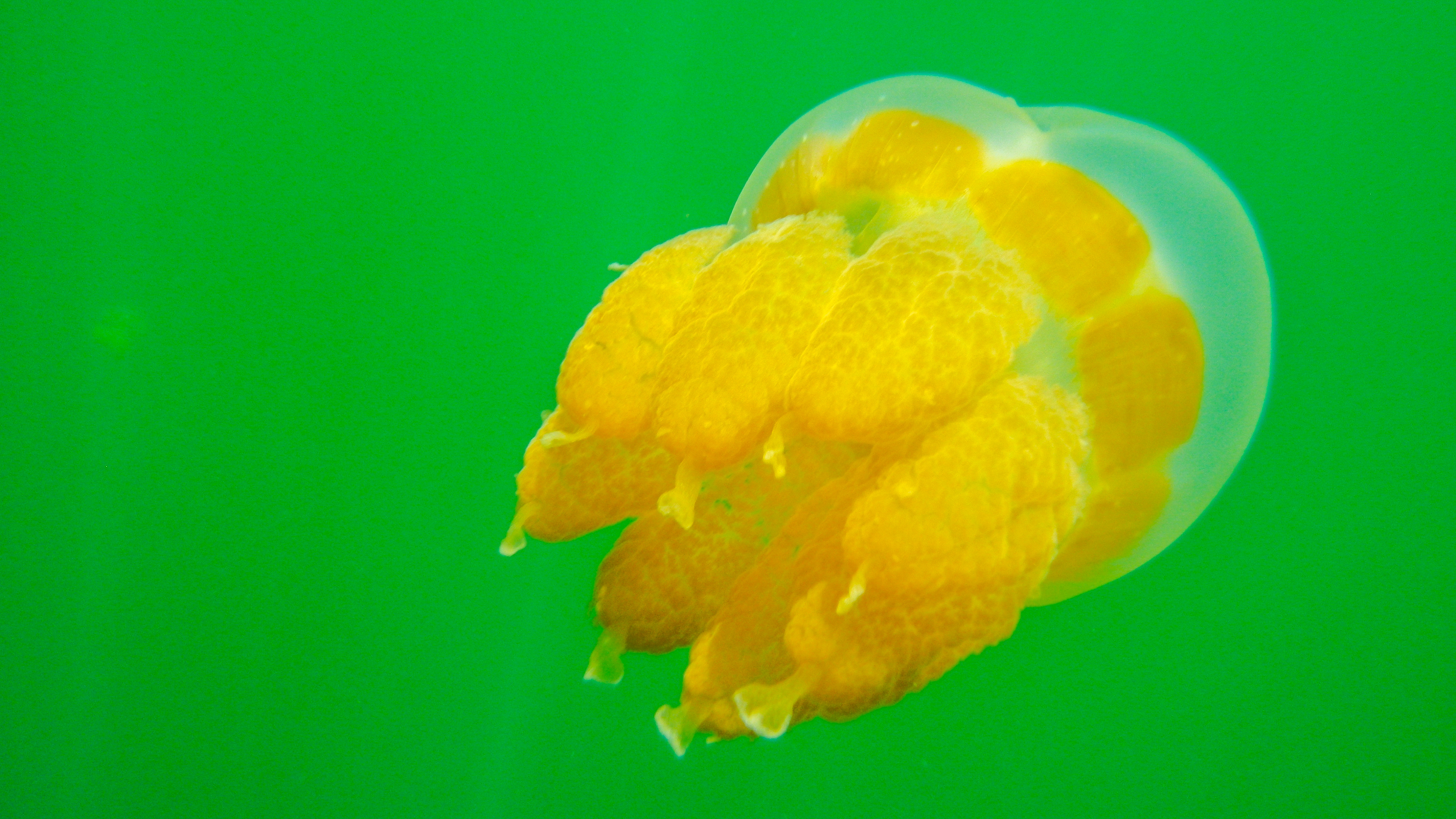 上帝的水族箱,上帝的鱼缸马尔代夫