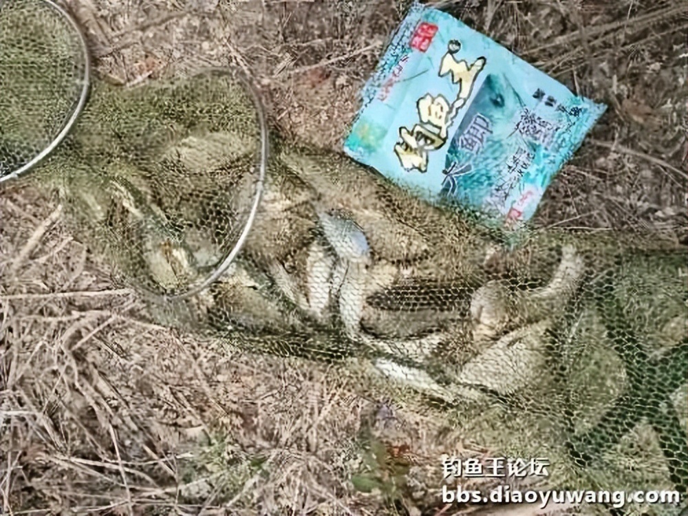 大鲫饵料,给人信心