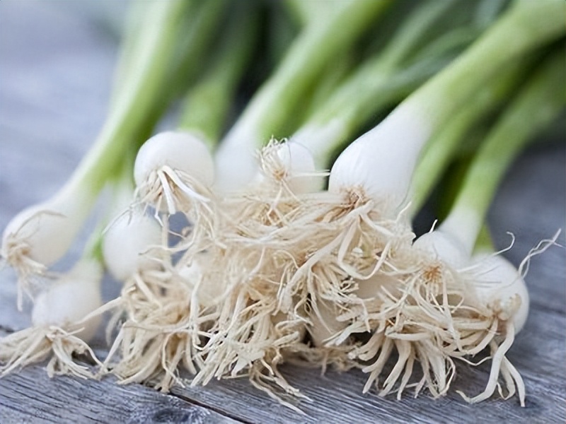 中药古今研究木瓜,中药古今研究金钱草