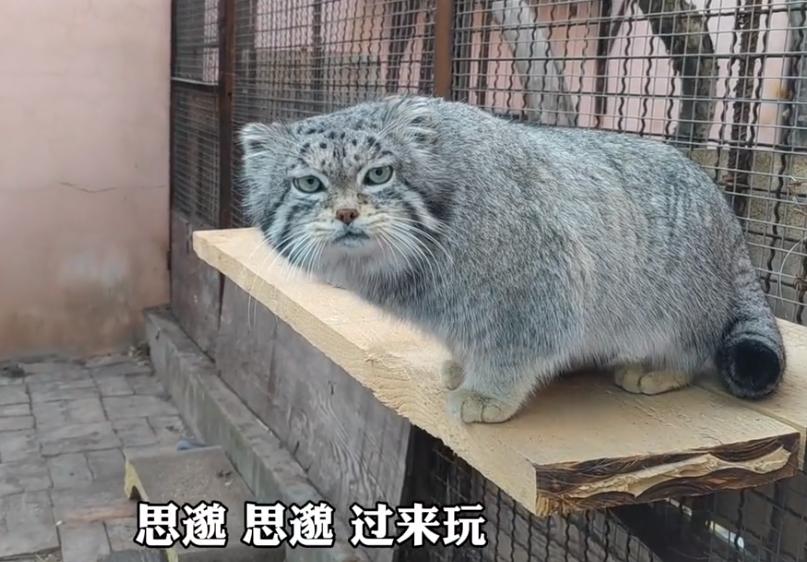 中国最大无人动物园,中国十大动物园红山动物园