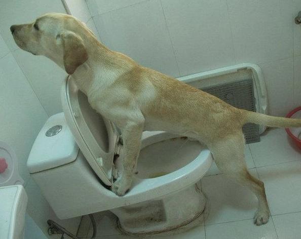 养狗10年才知道狗狗也会有胃胀气,养狗知识狗狗一天该拉几次粑粑