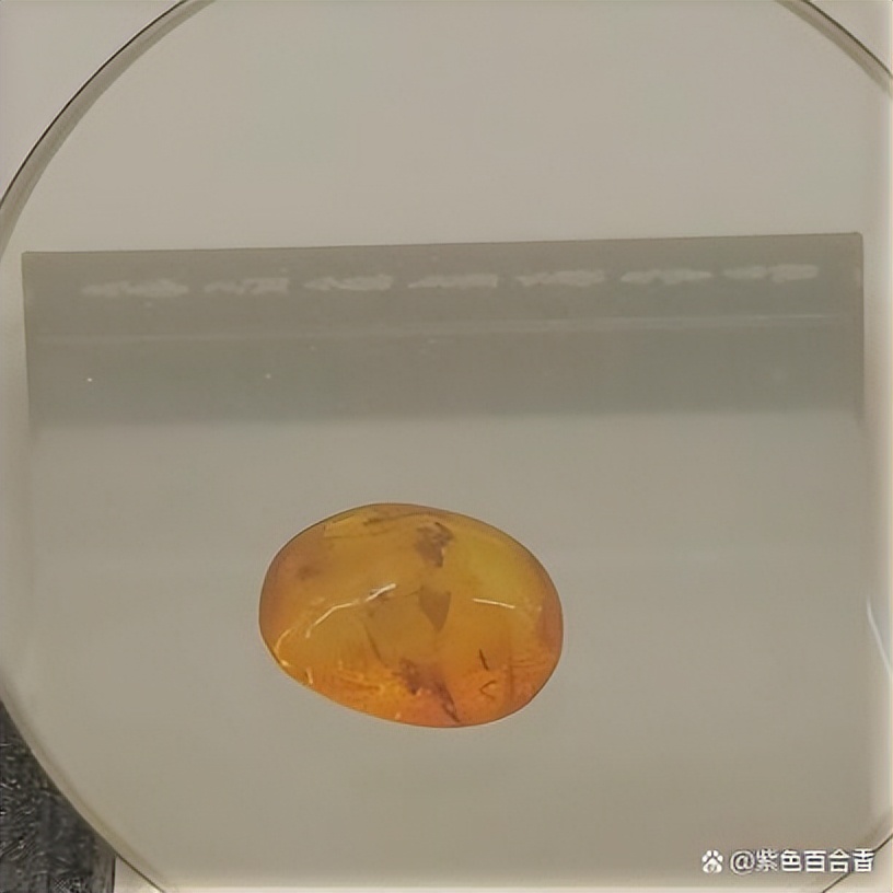 如何鉴定龙涎香琥珀真伪,怎么鉴别琥珀光学膜真伪