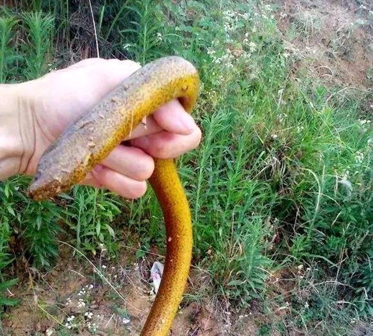 黄鳝在土里靠什么生存,黄鳝生活在淡水还是海水