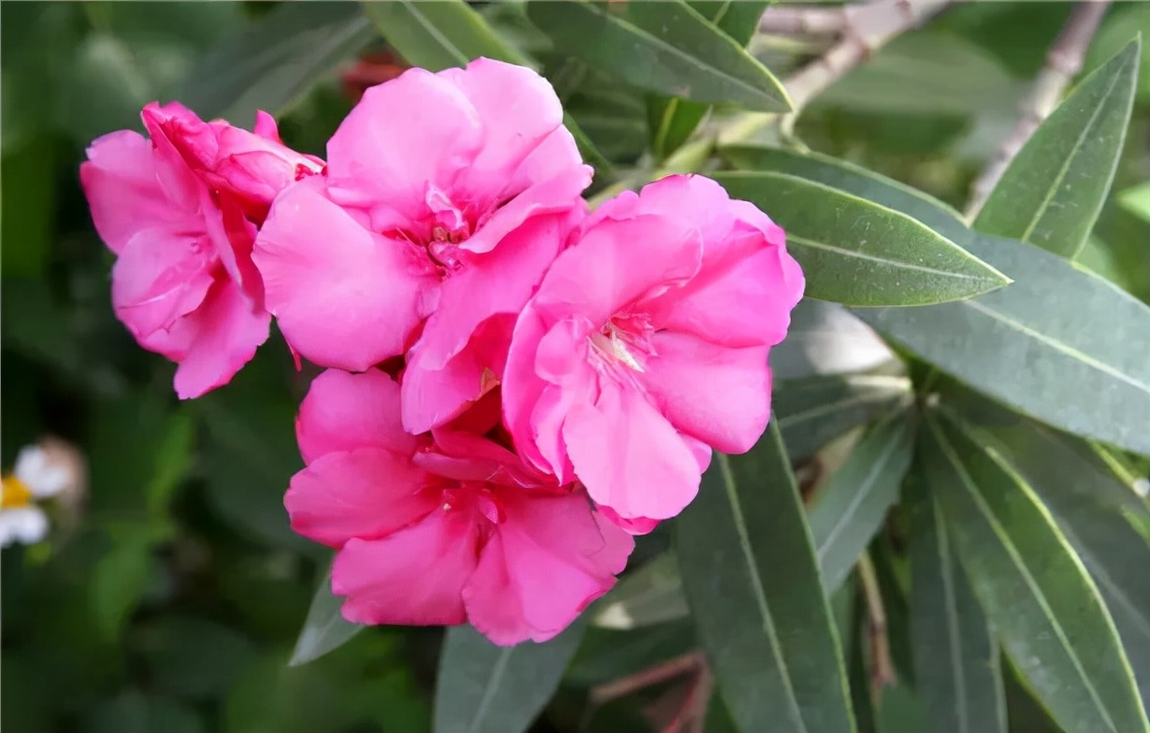 公园路边植物图片,路边的小植物有哪些